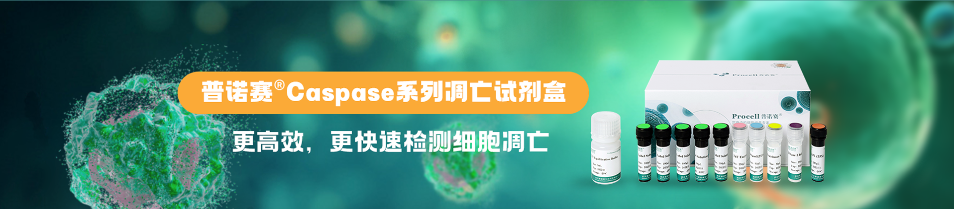 Caspase系列檢測(cè)試劑盒