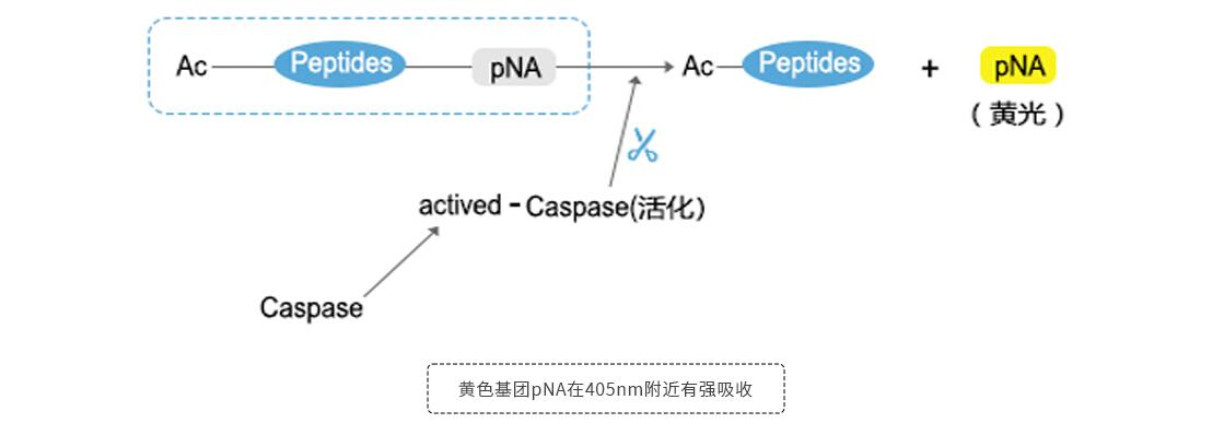 Caspase系列檢測(cè)試劑盒