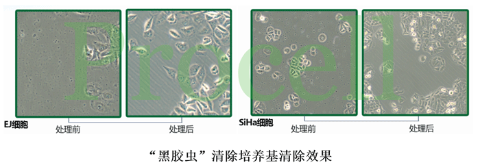 黑膠蟲(chóng)清除效果圖--.gif