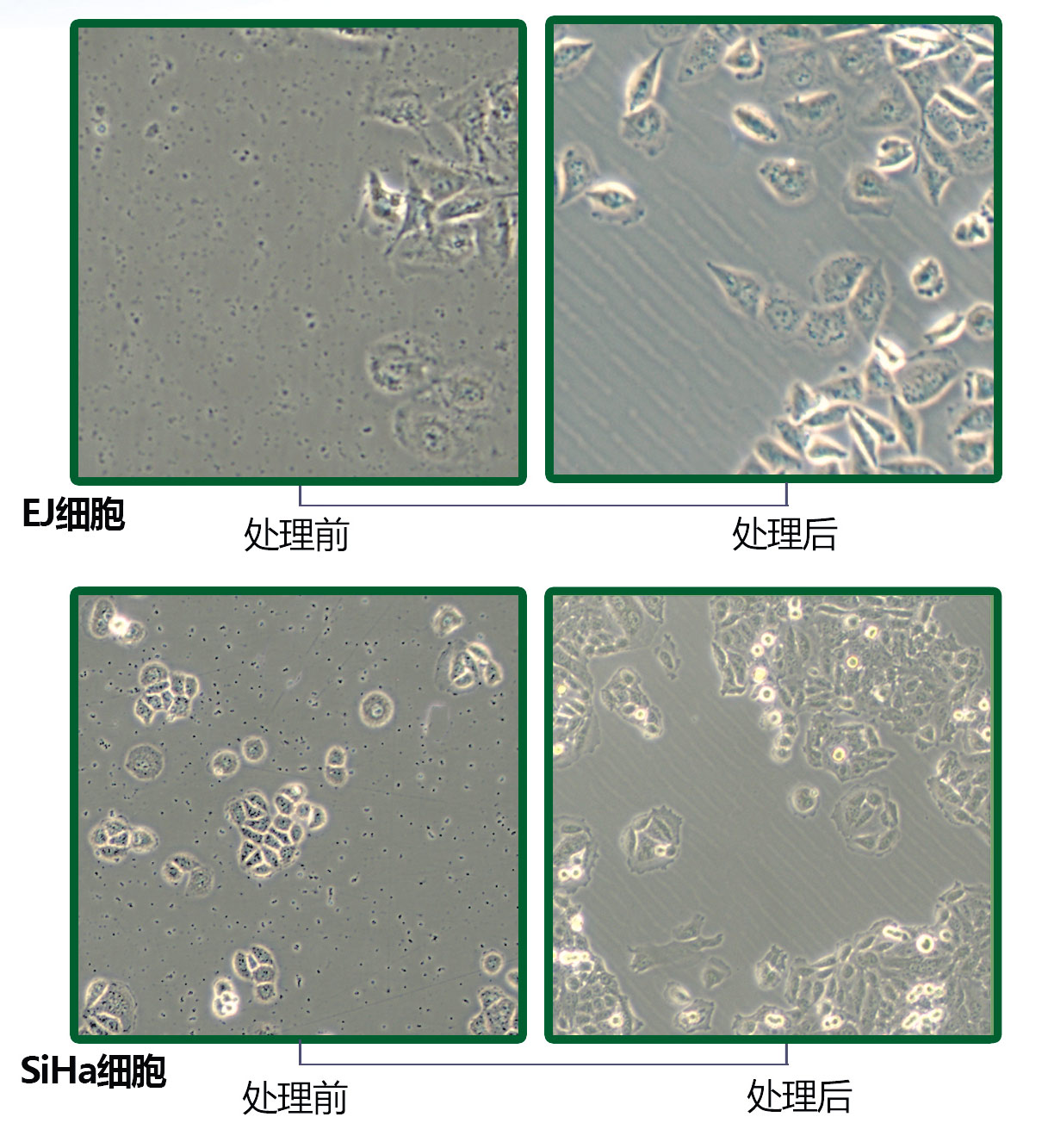 黑膠蟲清除前后對比