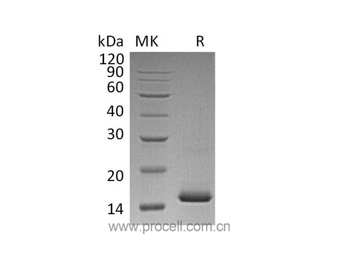 VEGF-A/ VEGF121, Human, Recombinant