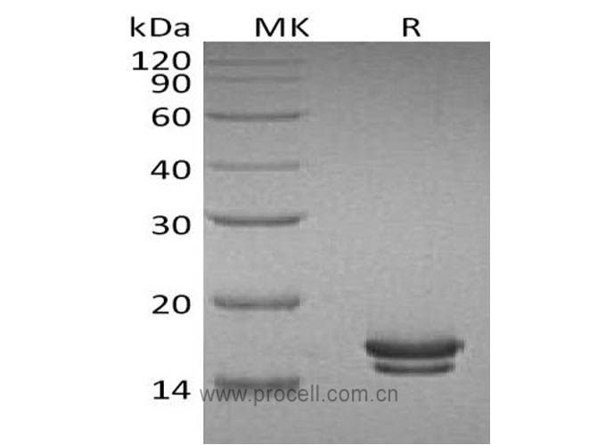 Procell-IL-2 (C-6His), Rat, Recombinant