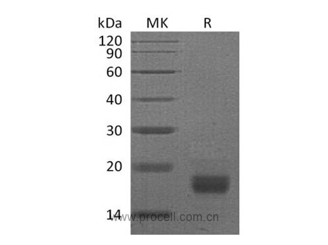 Procell-Interferon γ/ IFN-γ/ IFNG, Mouse, Recombinant