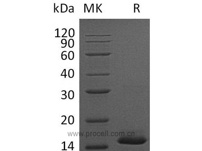 Procell-PDGF-BB/ PDGF2 (C-6His), Mouse, Recombinant