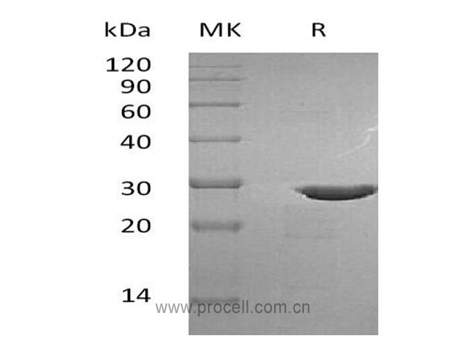 pro-BDNF/ BDNF, Human, Recombinant