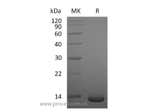 BMP-2/ BMP2A, Human, Recombinant