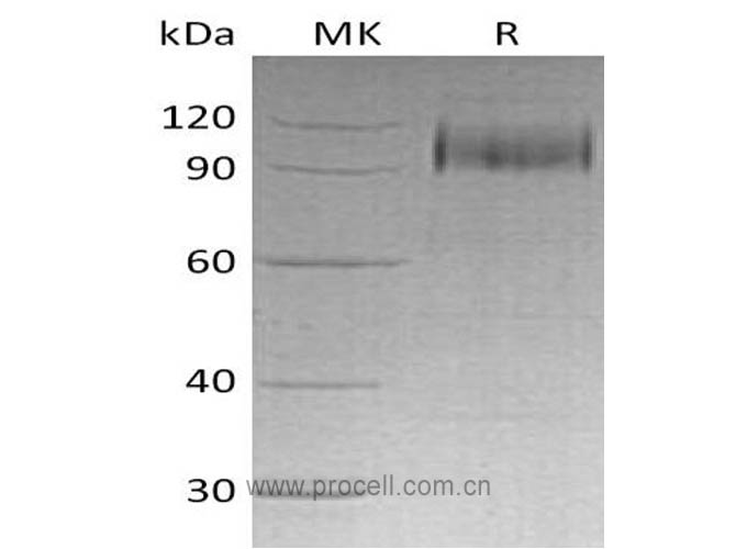 Procell-EGFR/ ErbB1/ HER1 (C-6His), Human, Recombinant