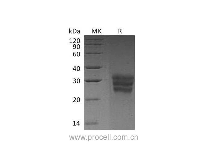 Flt-3L/ Flt3LG (C-6His), Human, Recombinant