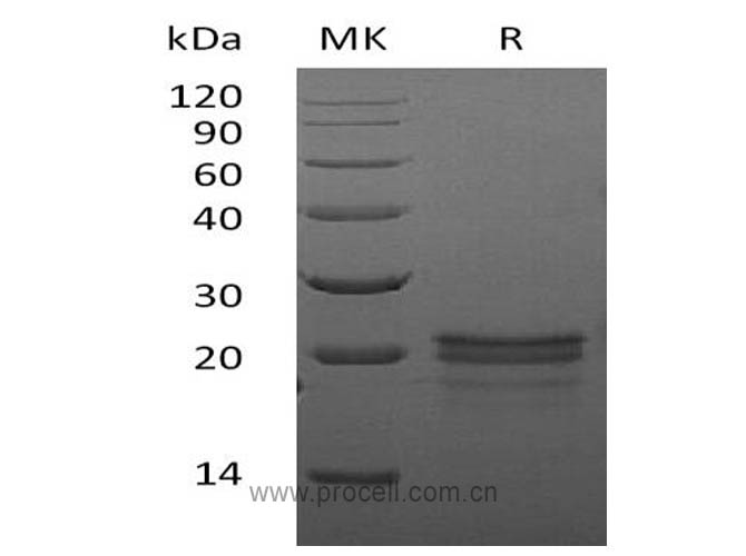 Procell-VEGF-A/ VEGF164, Mouse, Recombinant