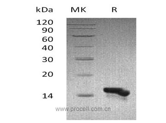 MEC/ CCL28, Human, Recombinant