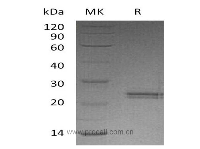 Procell-CNTF, Human, Recombinant