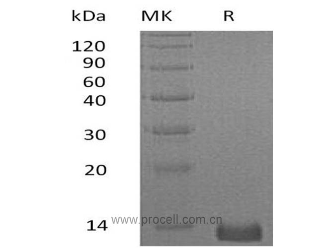 CXCL4/ PF-4 (C-6His), Human, Recombinant