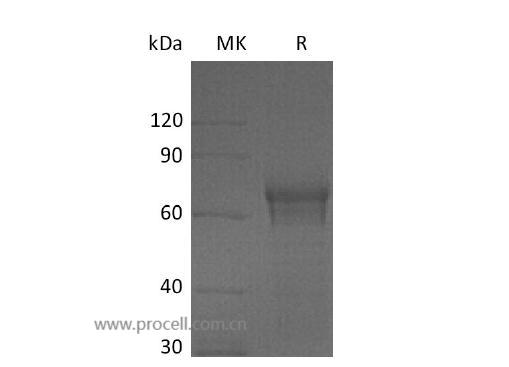 Procell-IL-15RA/ CD215 (C-Fc), Human, Recombinant