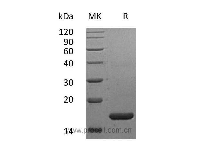 IFN-α2A (Lys46), Human, Recombinant