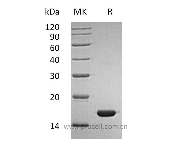 Procell-IFN-α2B , Human, Recombinant