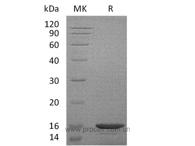 Exodus-2/ CCL21a, Mouse, Recombinant