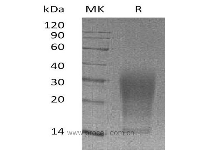 Procell-IL-13 (Pro22-Phe131, C-6His), Mouse, Recombinant