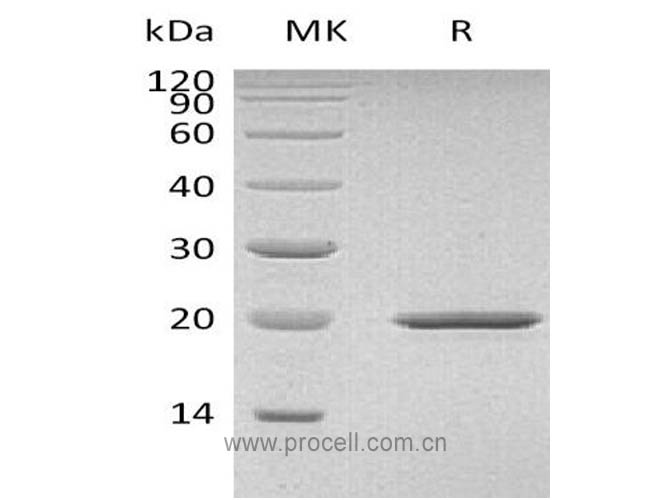 SHH, Mouse, Recombinant