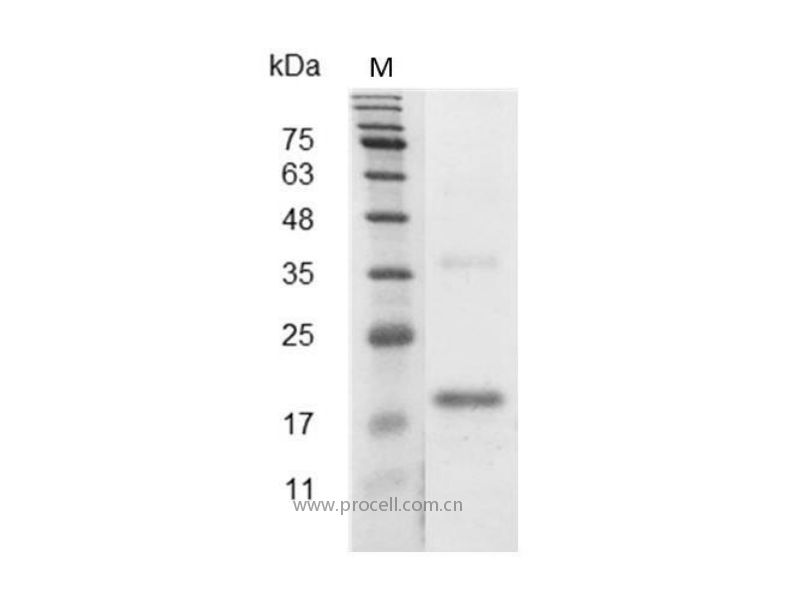 VEGF165/VPF, Mouse, Recombinant