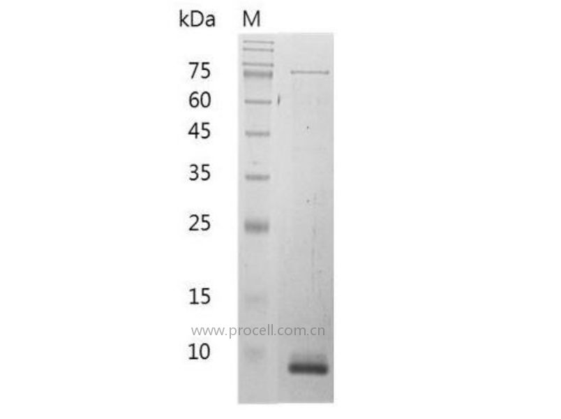 CXCL10/IP-10/Crg-2, Mouse, Recombinant