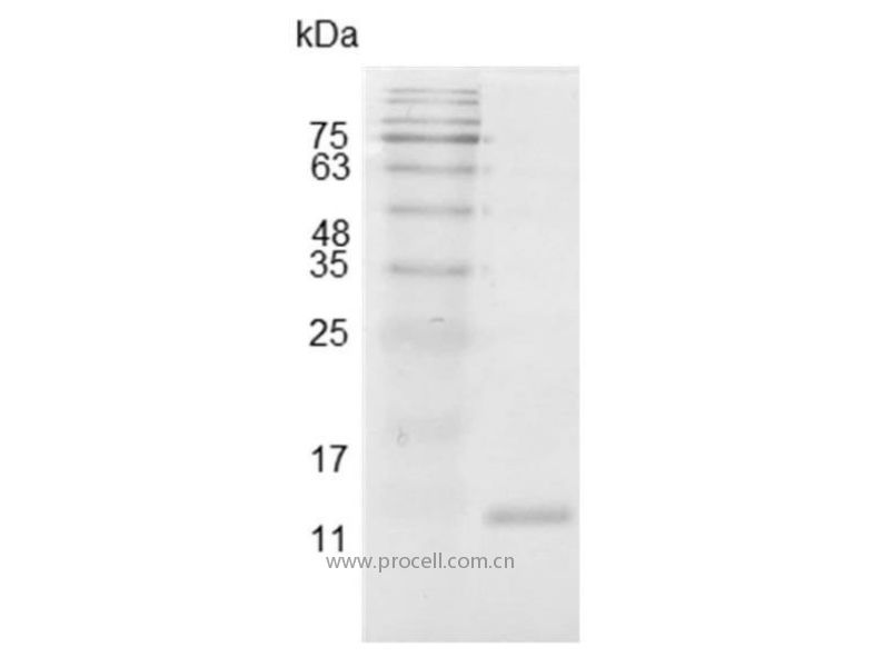 IL-4/IL4, Swine, Recombinant