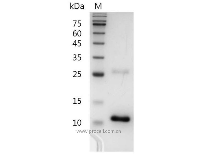 TGFβ 3/TGFB3, Human, Recombinant