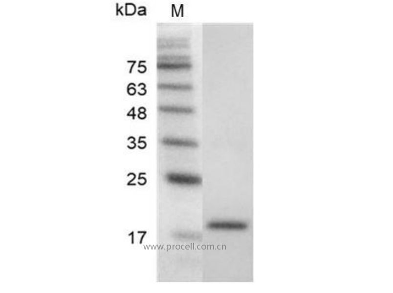 VEGF121/VPF, Mouse, Recombinant