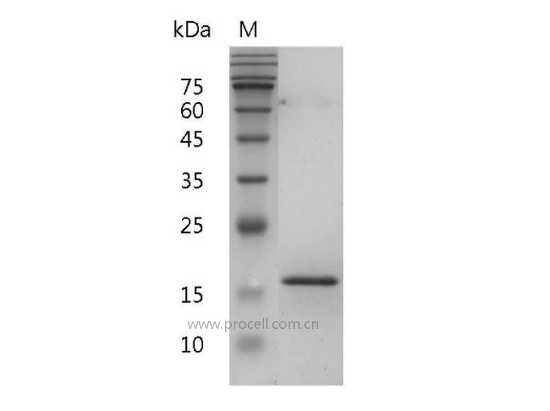 BAFF/TALL-1, Human, Recombinant