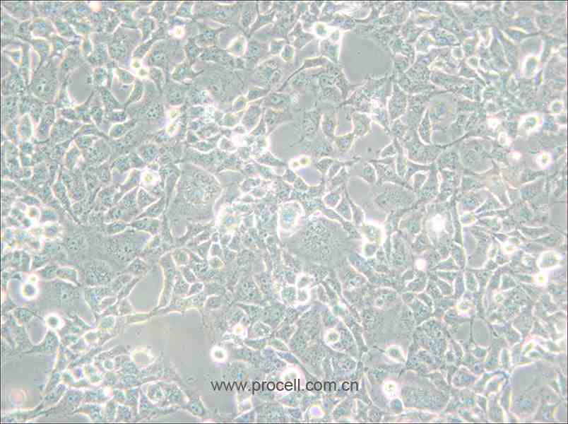 COS-1 (非洲綠猴SV40轉(zhuǎn)化的腎細(xì)胞) (種屬鑒定正確)