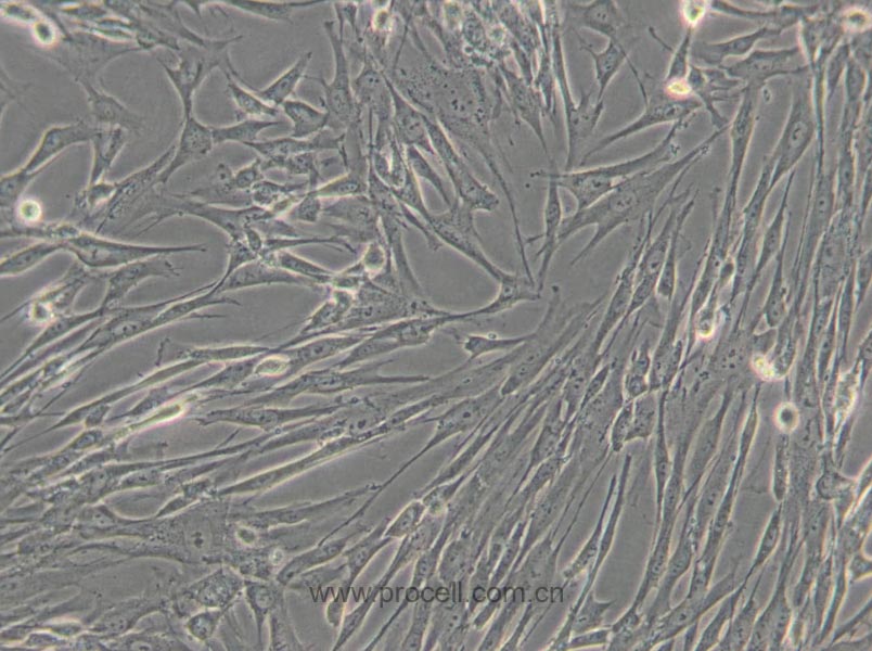 HFL1 (人胚肺成纖維細(xì)胞) (STR鑒定正確)