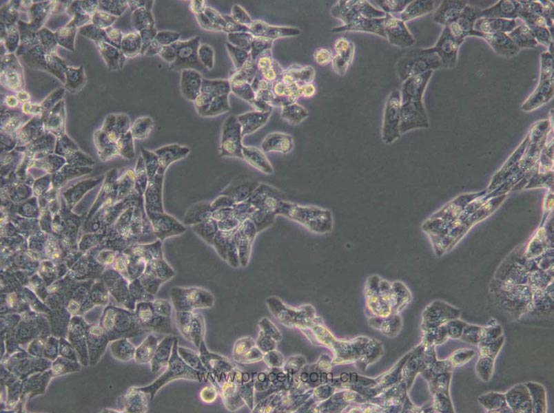 MLTC-1 (小鼠睪丸間質(zhì)細胞瘤細胞) (STR鑒定正確)