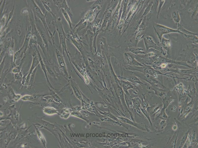 MRC-5 (人胚肺細(xì)胞) (STR鑒定正確)