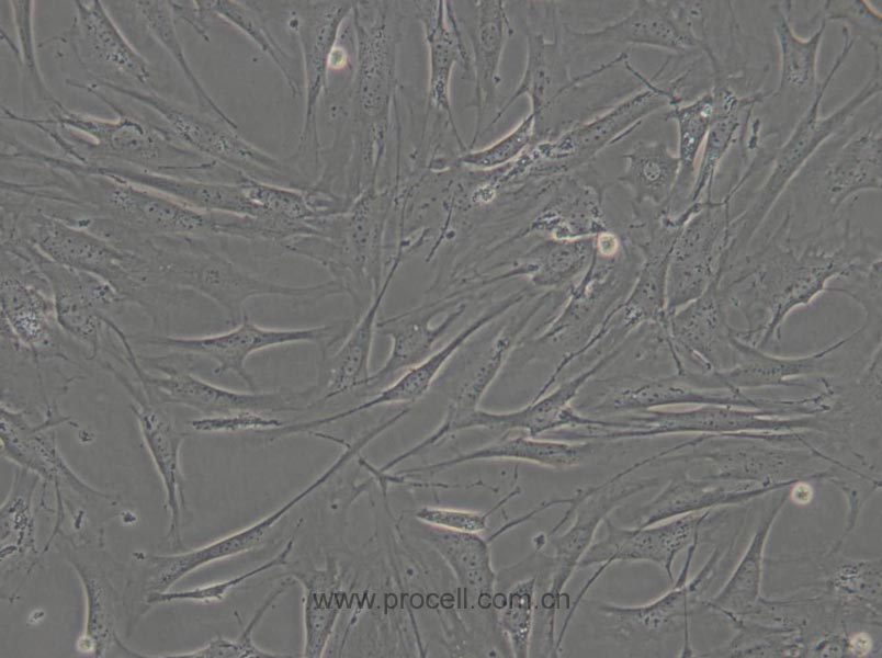 OP9 (小鼠骨髓基質細胞) (STR鑒定正確)