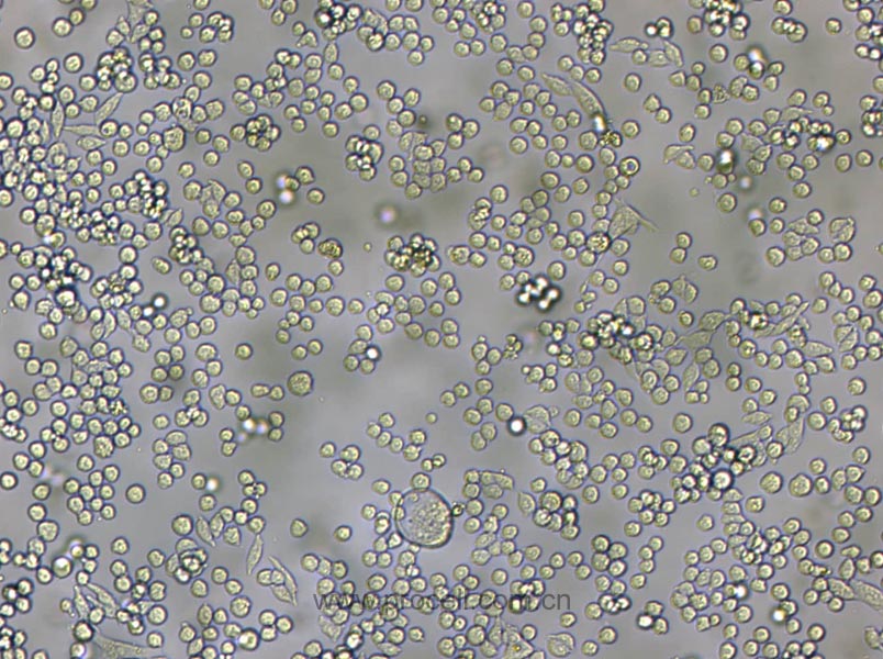 L6565 (小鼠白血病克隆細(xì)胞系) (種屬鑒定正確)