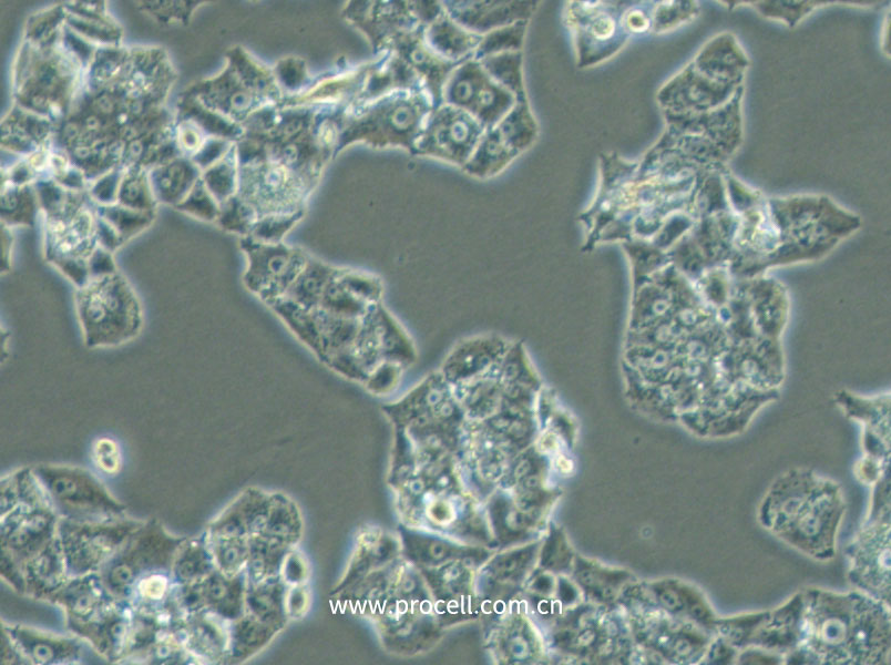 NCI-H1395 (人肺腺癌細(xì)胞) (STR鑒定正確)