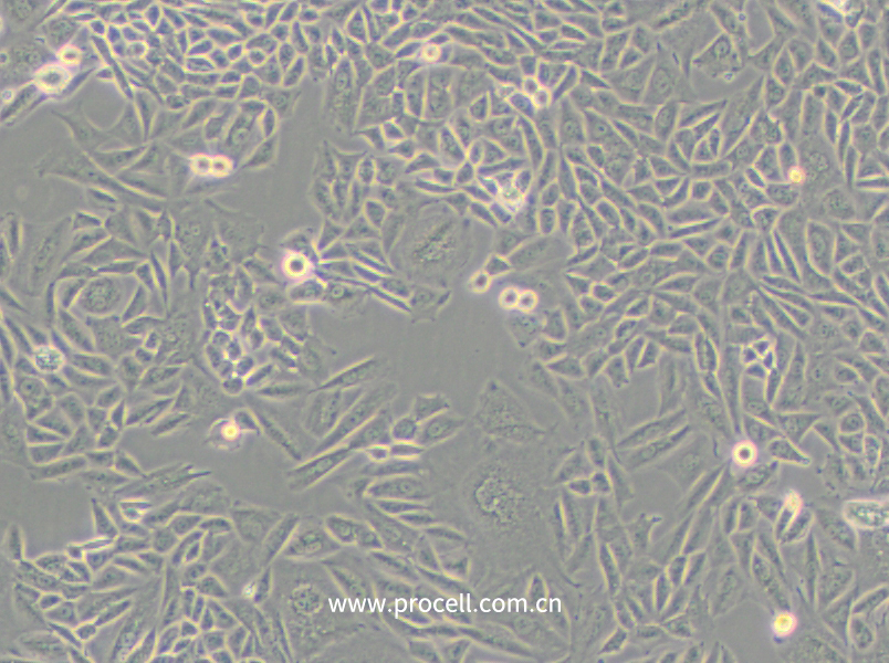 CTLA4 Ig-24 (中國倉鼠卵巢細胞)(種屬鑒定正確)