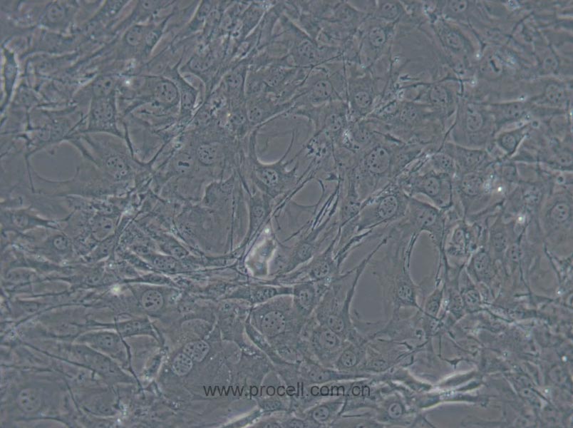 C3H/10T1/2, Clone 8 (小鼠胚胎成纖維細(xì)胞) (STR鑒定正確)