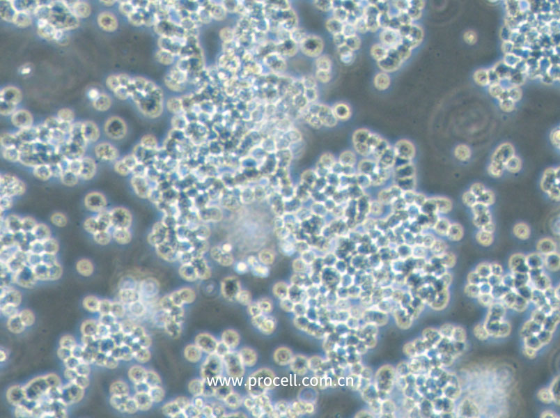 GH3 (大鼠垂體瘤細(xì)胞) (種屬鑒定正確)