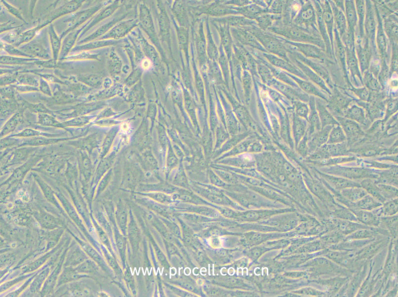 HS 683 (人腦膠質(zhì)瘤細(xì)胞) (STR鑒定正確)