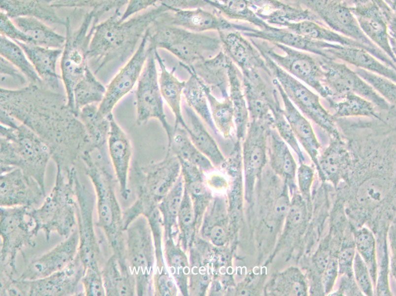 HS 683 (人腦膠質(zhì)瘤細(xì)胞) (STR鑒定正確)