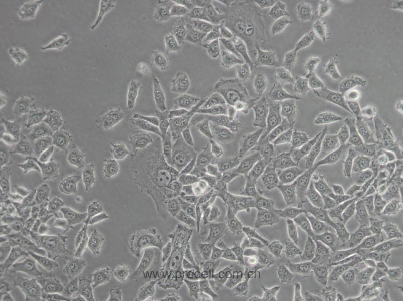 MDA-MB-415 (人乳腺癌細(xì)胞) (STR鑒定正確)