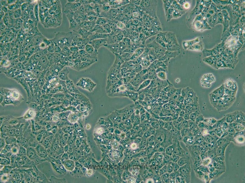 MS751 (人子宮頸表皮癌細(xì)胞) (STR鑒定正確)