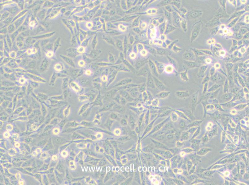 NCI-H157 (人非小細胞肺腺癌細胞) (STR鑒定正確)