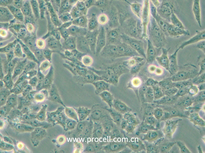 NCI-H157 (人非小細(xì)胞肺腺癌細(xì)胞) (STR鑒定正確)