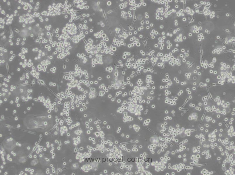 SK-MEL-1 (人皮膚黑色素瘤細(xì)胞) (STR鑒定正確)