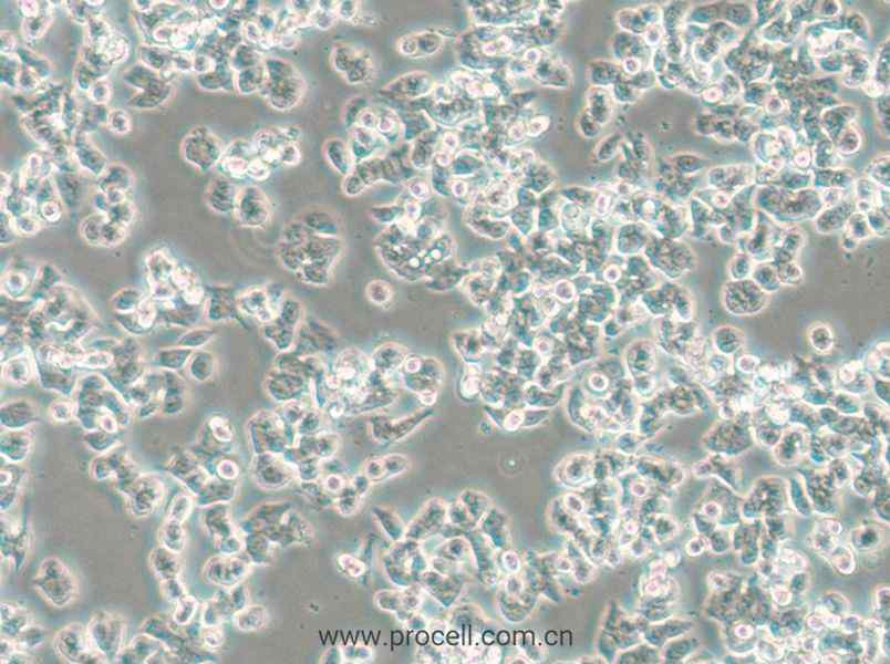 SW48 (人結(jié)腸腺癌細(xì)胞) (STR鑒定正確)