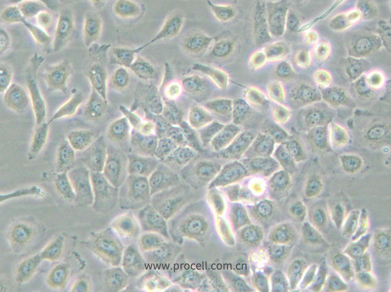 SUM149PT (人乳腺癌細(xì)胞) (STR鑒定正確)