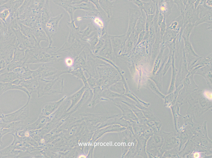 NCI-H196 (人小細胞肺癌細胞) (STR鑒定正確)