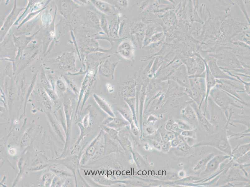 NCI-H1648 (人肺癌腺癌細(xì)胞) (STR鑒定正確)