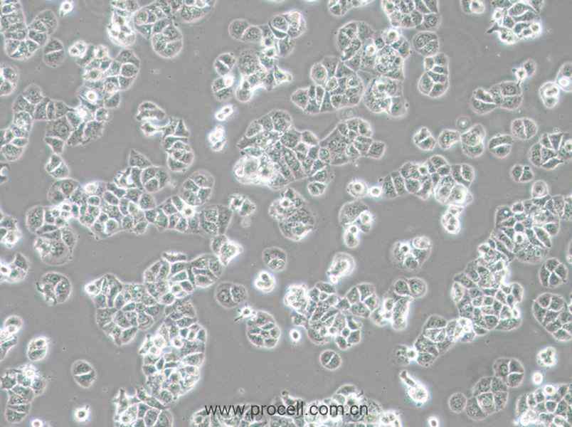 HCC1428 (人乳腺腺癌細胞) (STR鑒定正確)